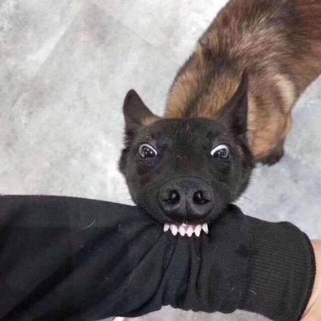 二龙