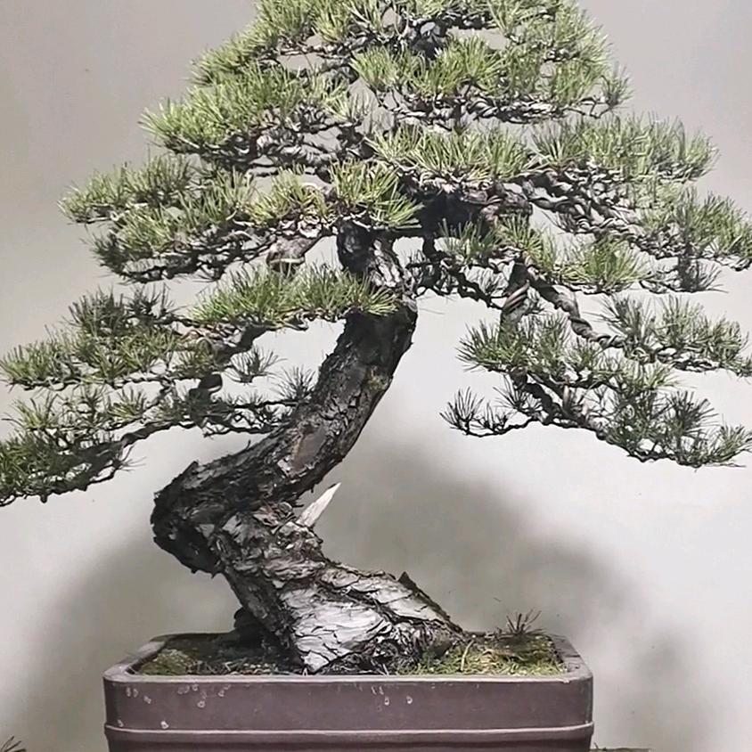 南京古林盆景园