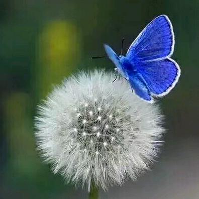 浅笑回䏬【拒私聊】