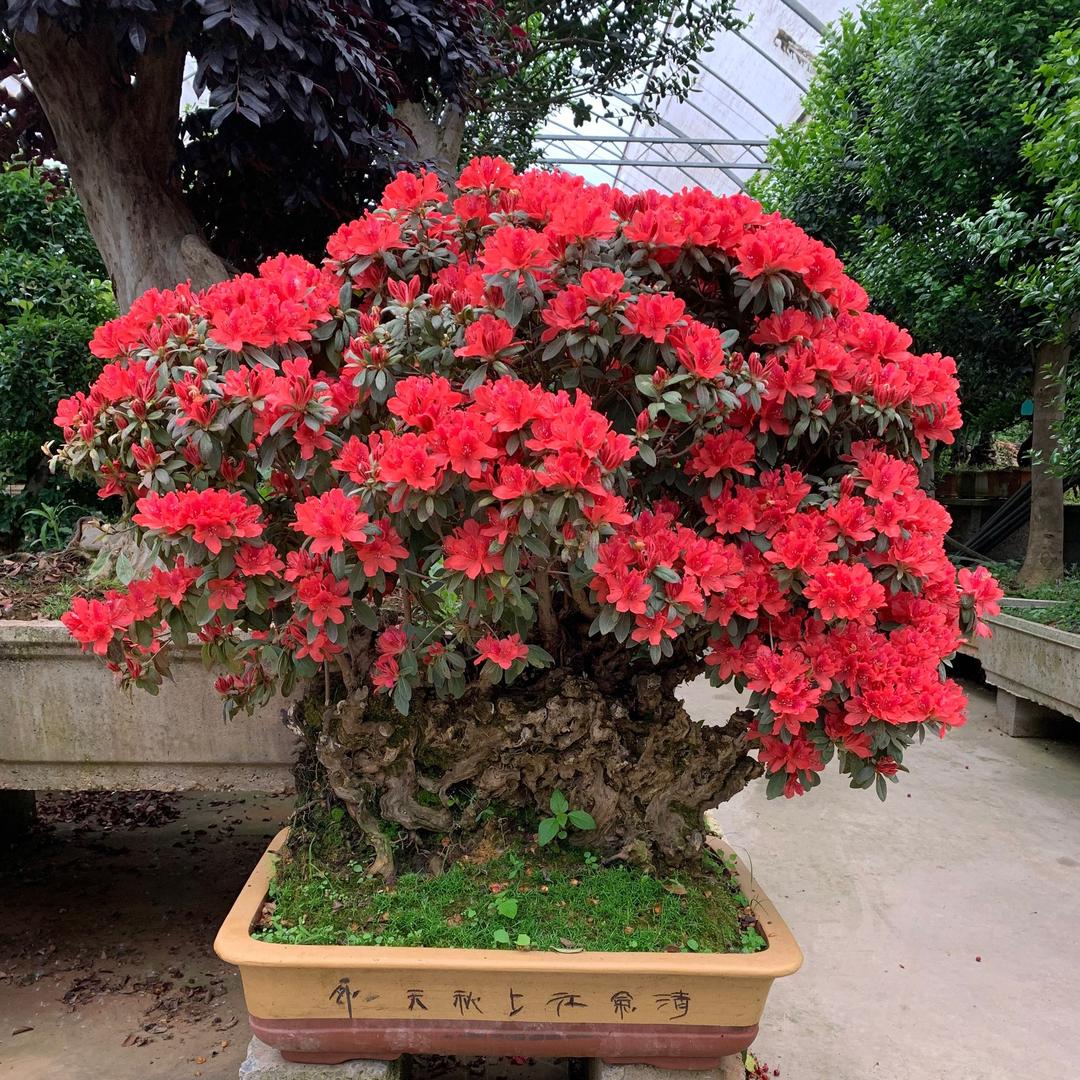 正扬盆景园