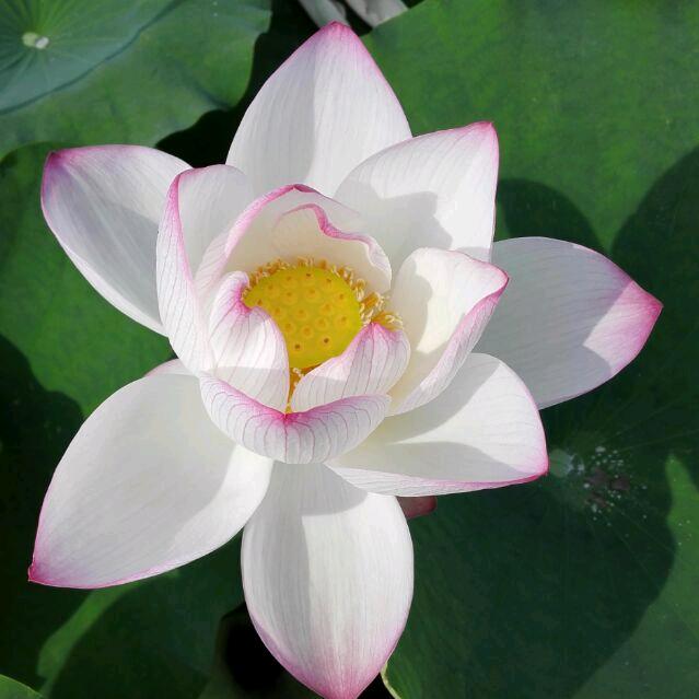 微雨花间