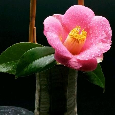 忘忧草