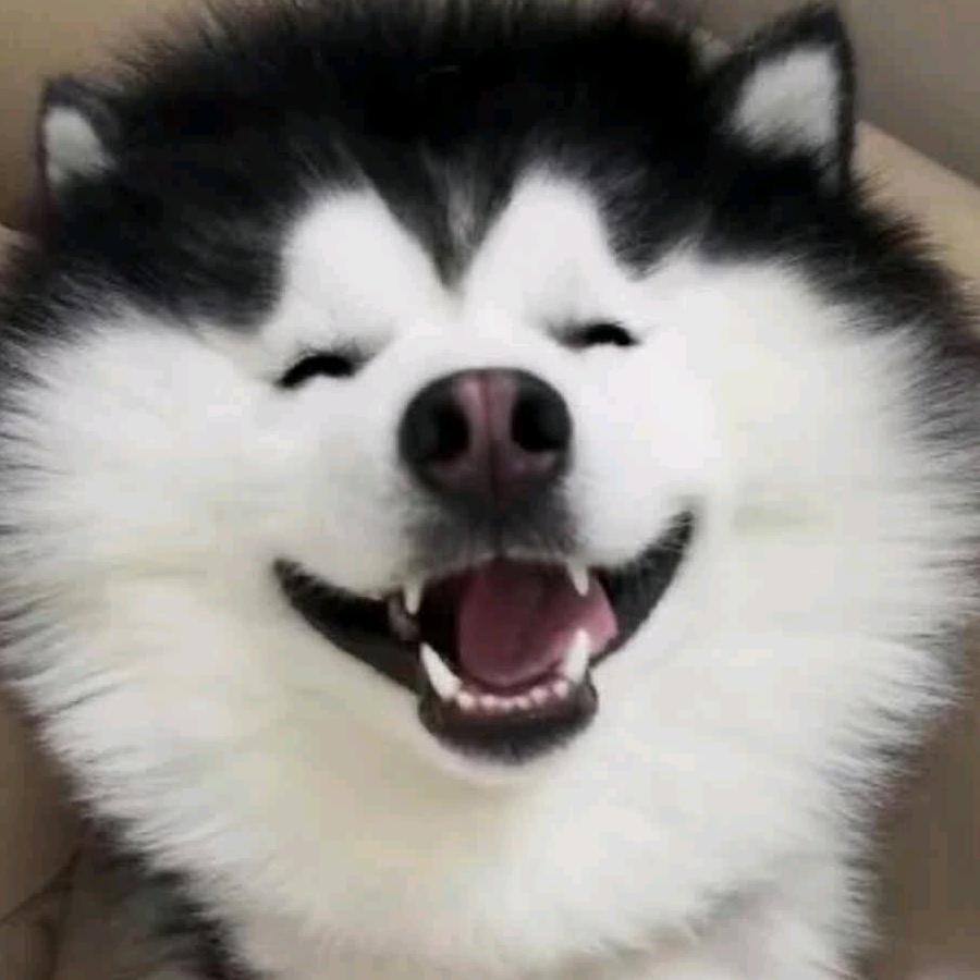 小胖好物