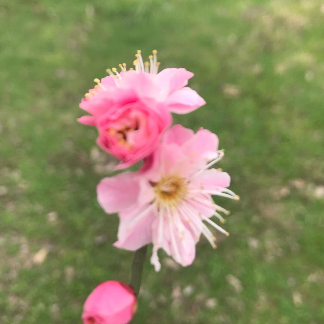 红
