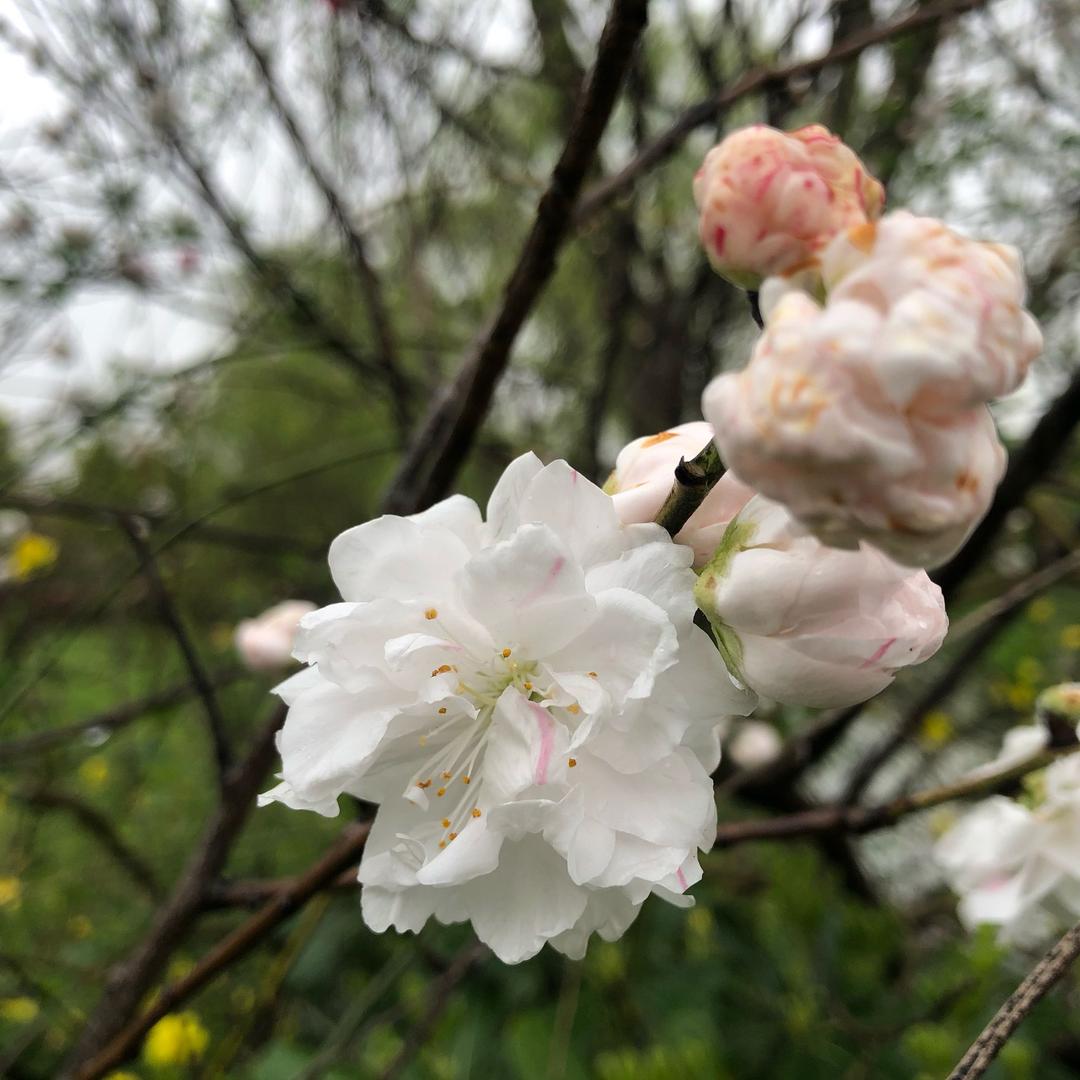 是食光鸡呀。