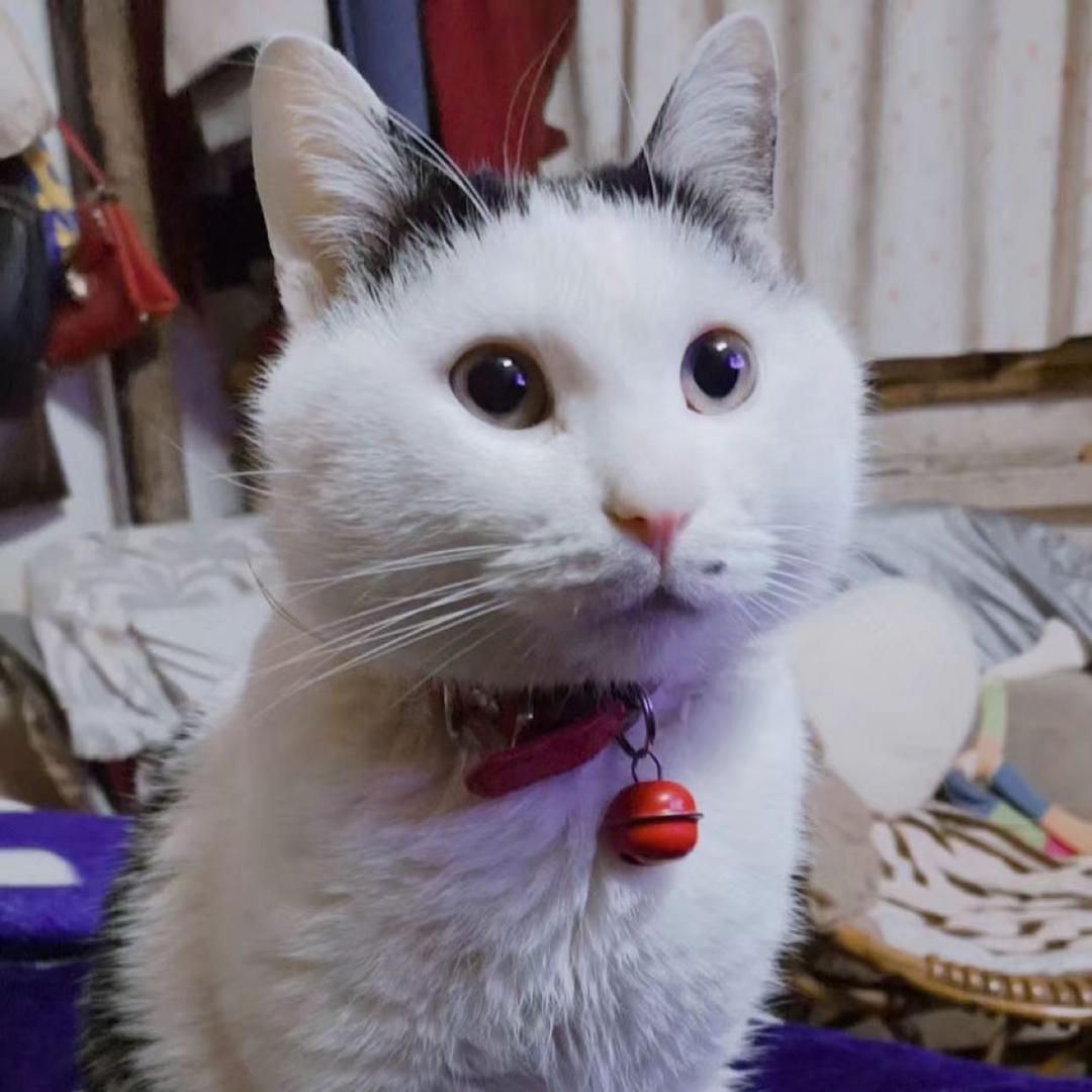 ⊙﹏⊙小丸子