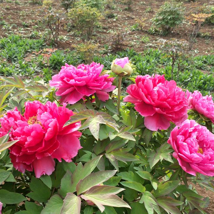 余生会更好🌹