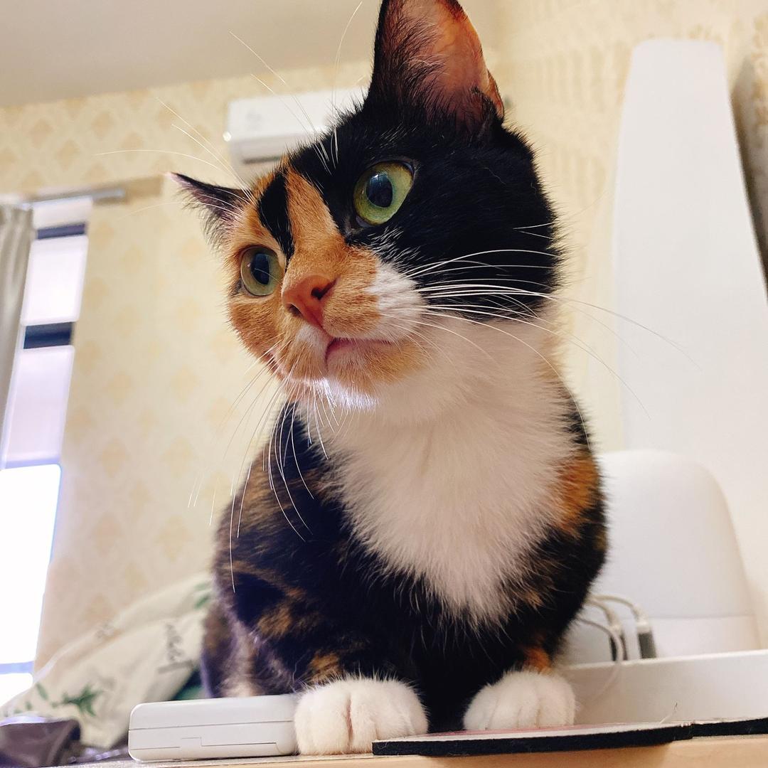 希望是一只吃不胖的河狸