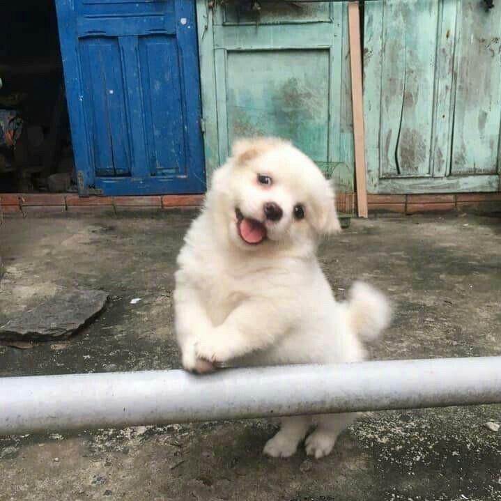 豪豪豪豪子。