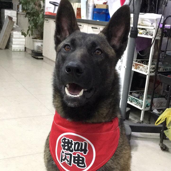 爱训犬的理发师(训犬分享）