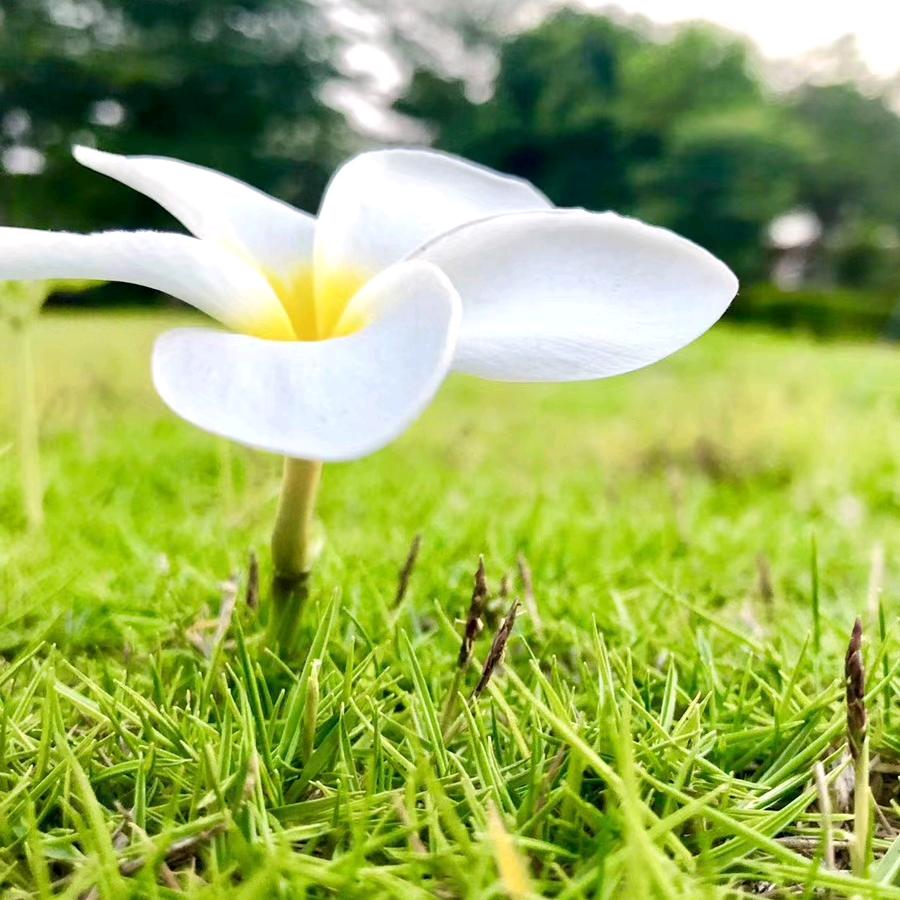 李玲