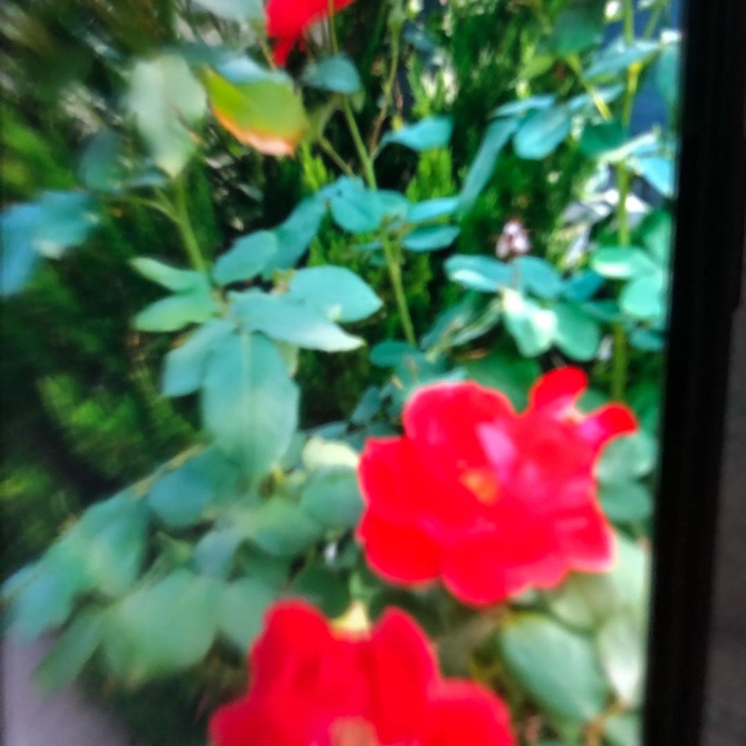 美美🌹🌹