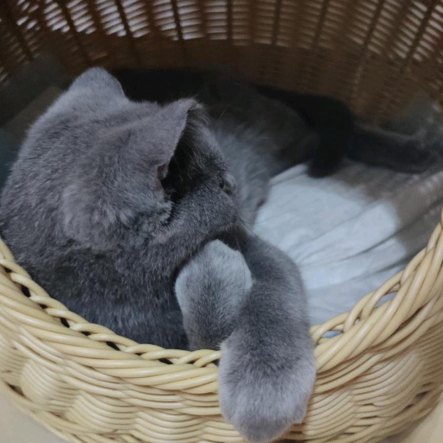 沉稳的哈士奇
