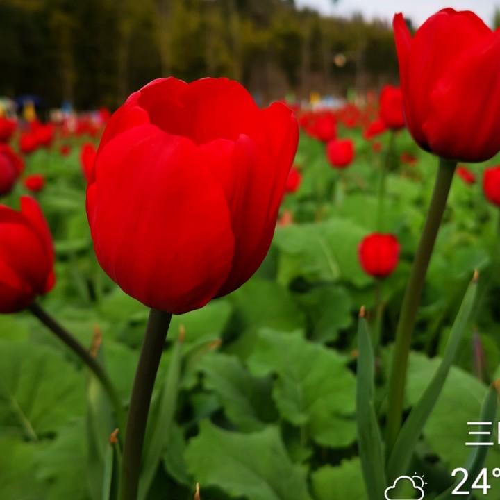 🍭阳光三叠ººº