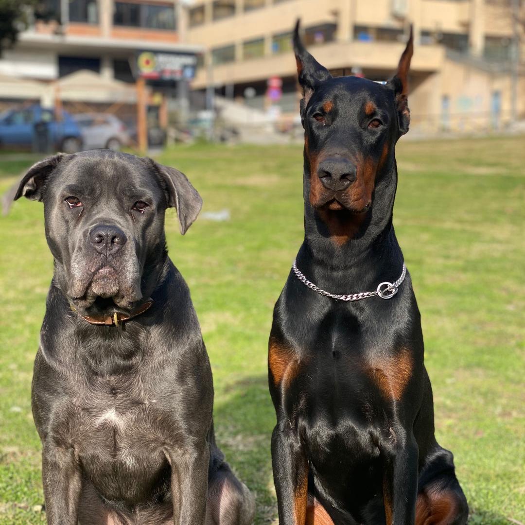 卡斯罗犬辛巴