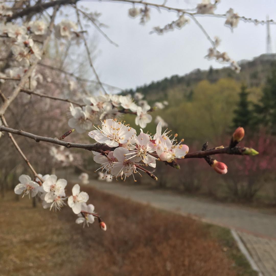 苍小笛