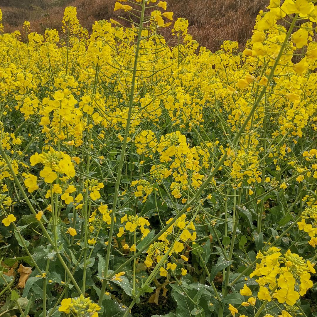 你若安好，便是情天