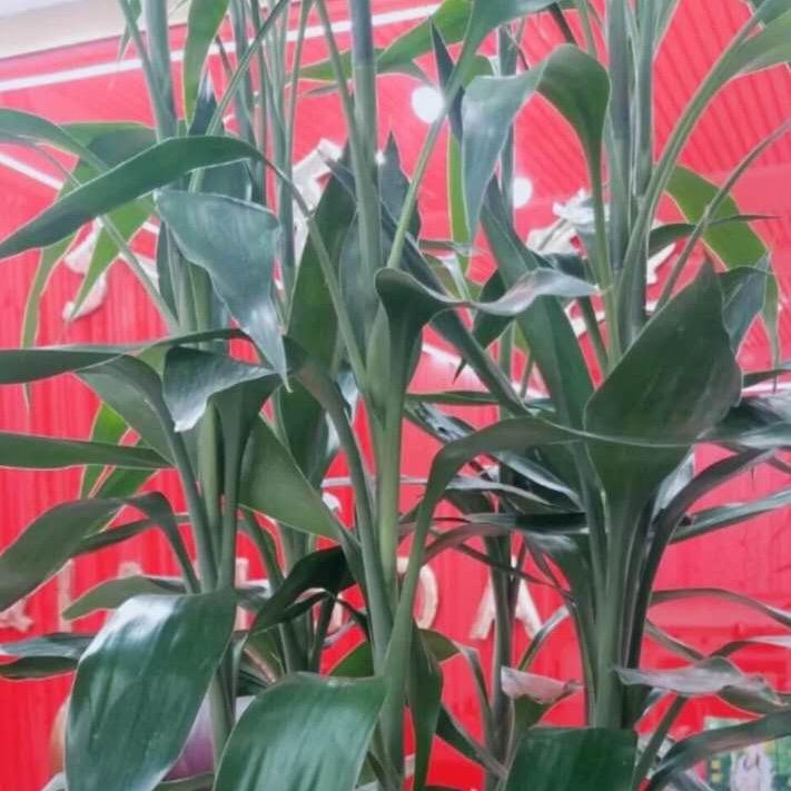 富贵竹