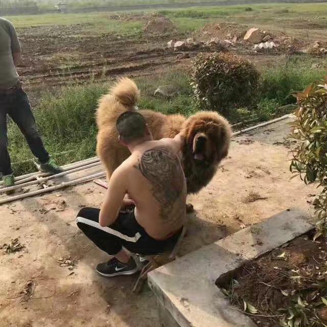 大奇