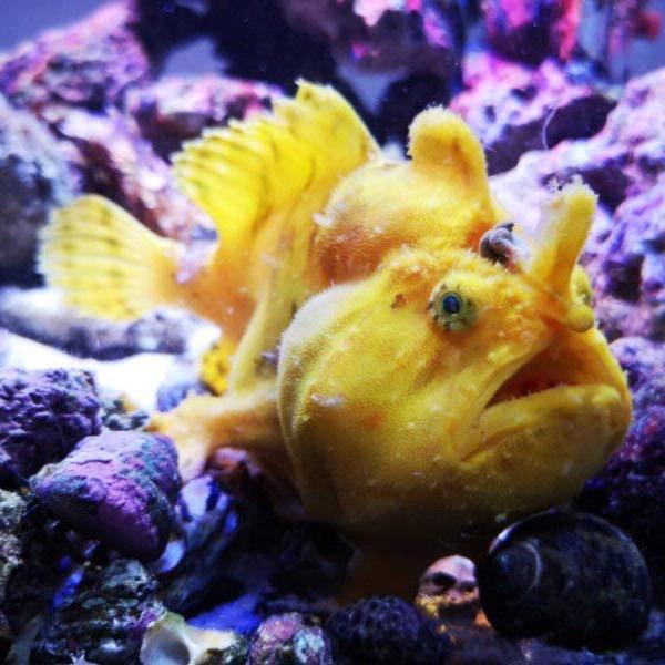 海水生物的水