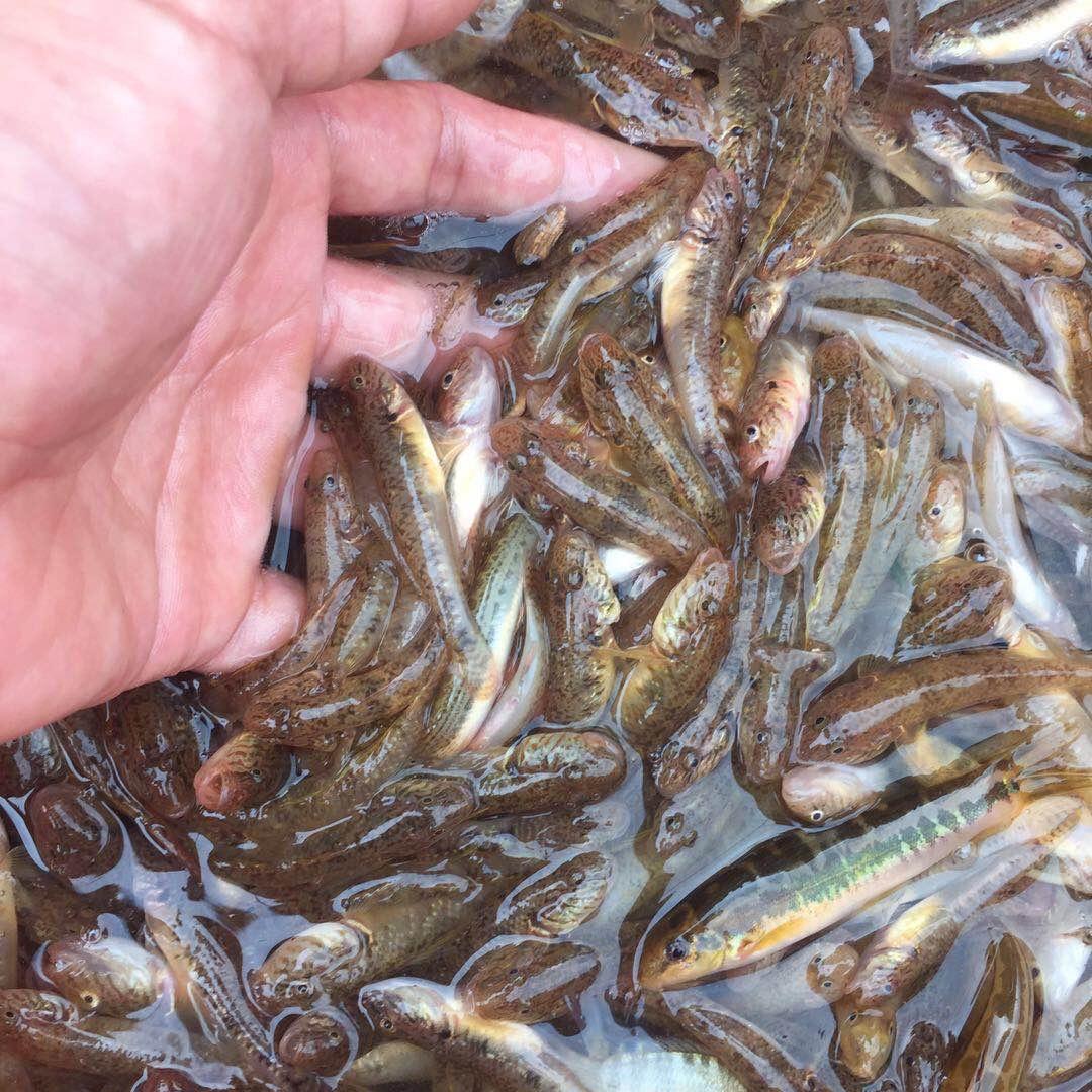 河源绿源食品店