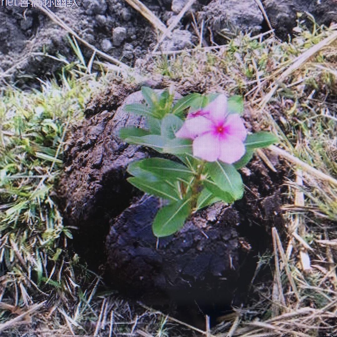 万花丛中过……
