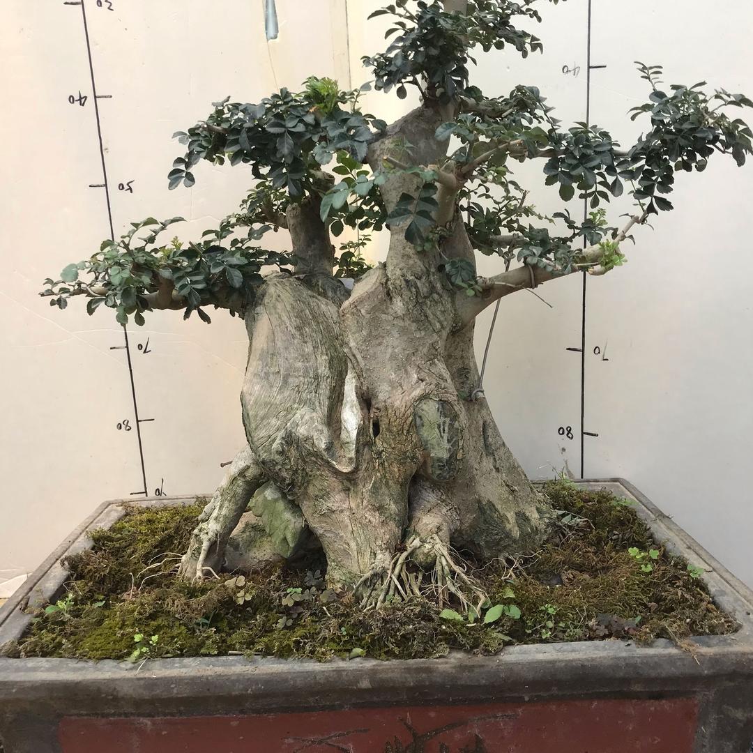 李
