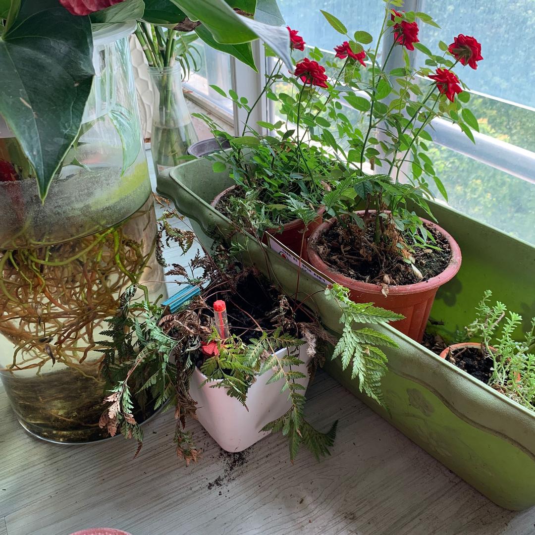 向阳而生 逐光而行