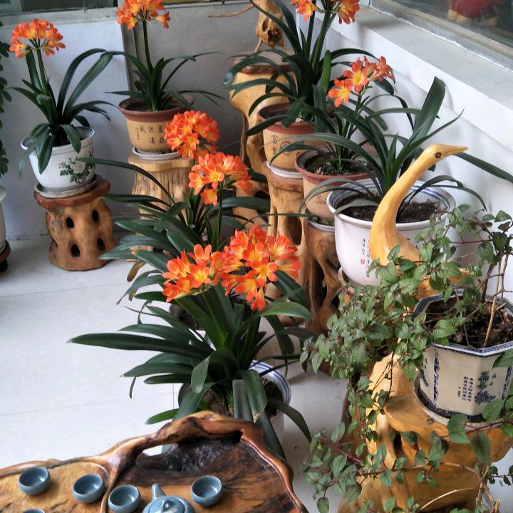 天真行
