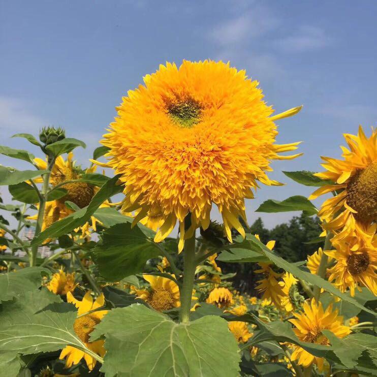 明月菲菲