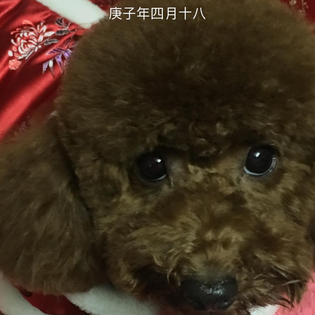 西宝妈