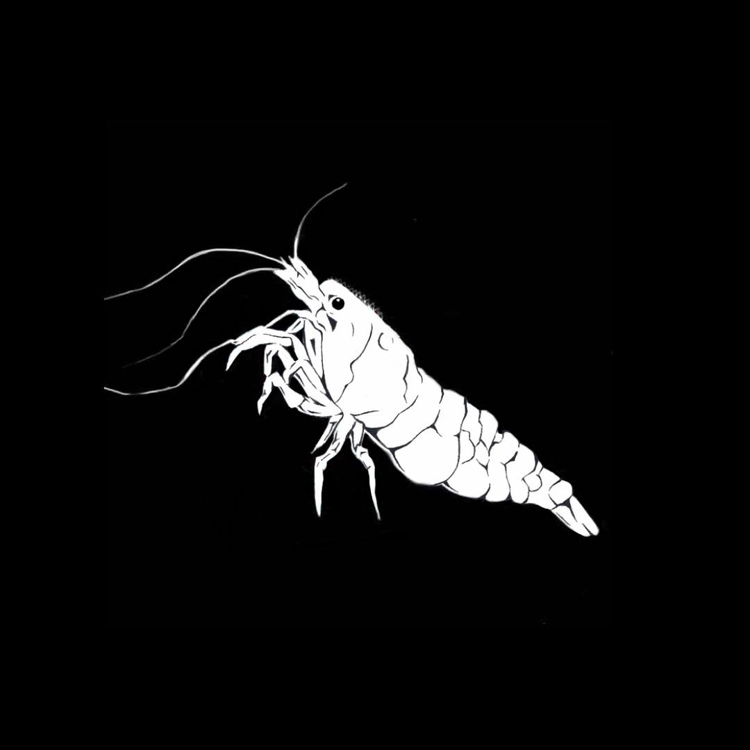 藻虾AmanoShrimp