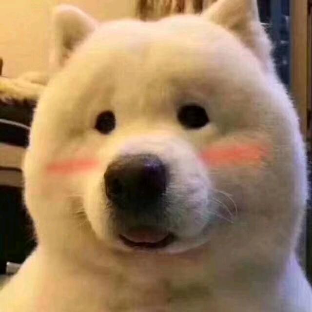 小马同学不偷懒