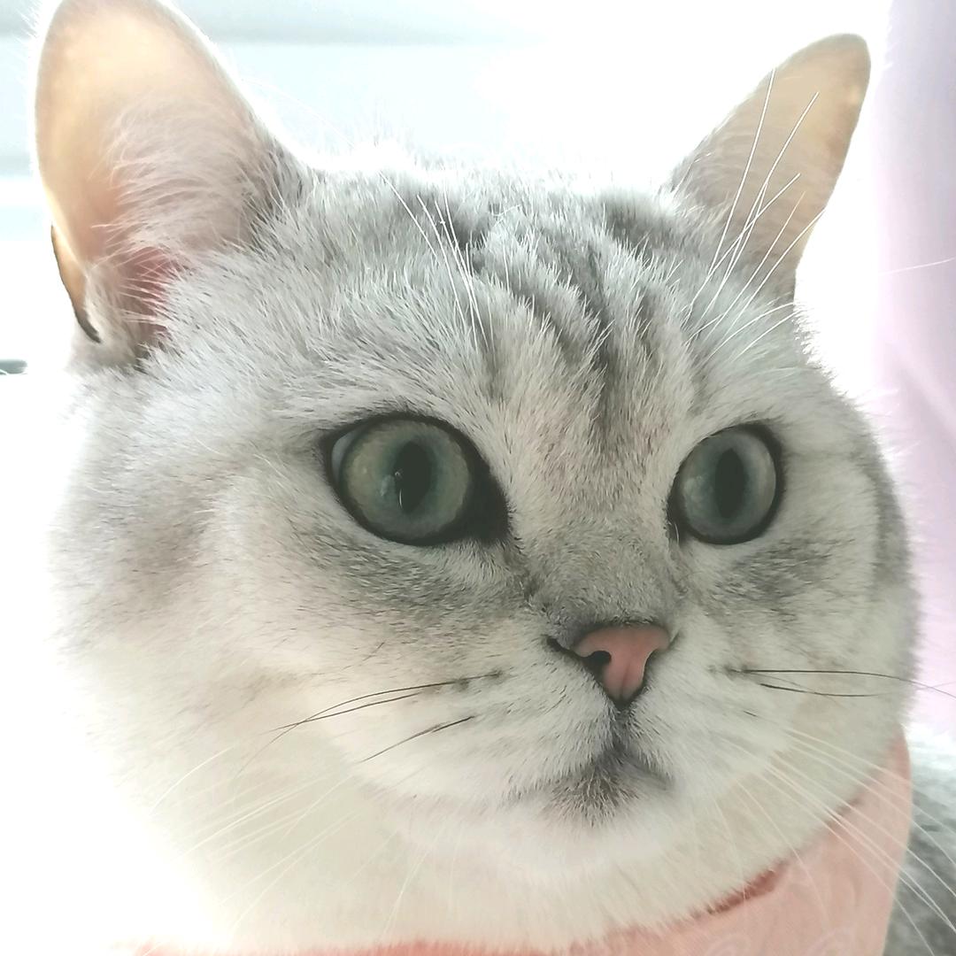 海棠依旧🌸