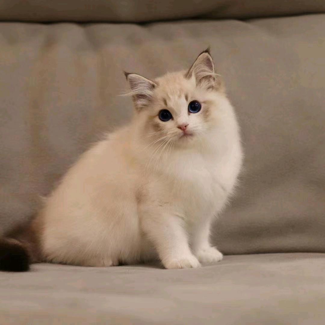 小鱼