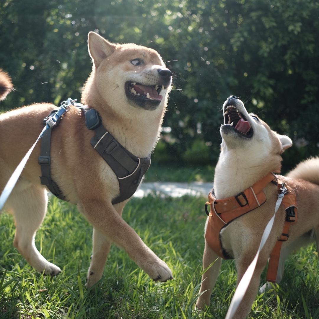 柴犬大福和One仔