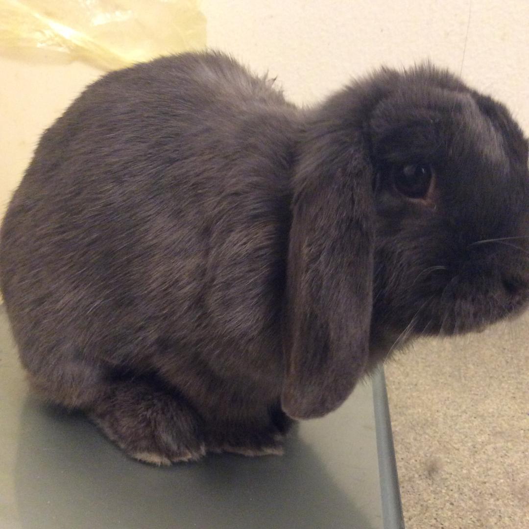 路灯下的坏兜兜