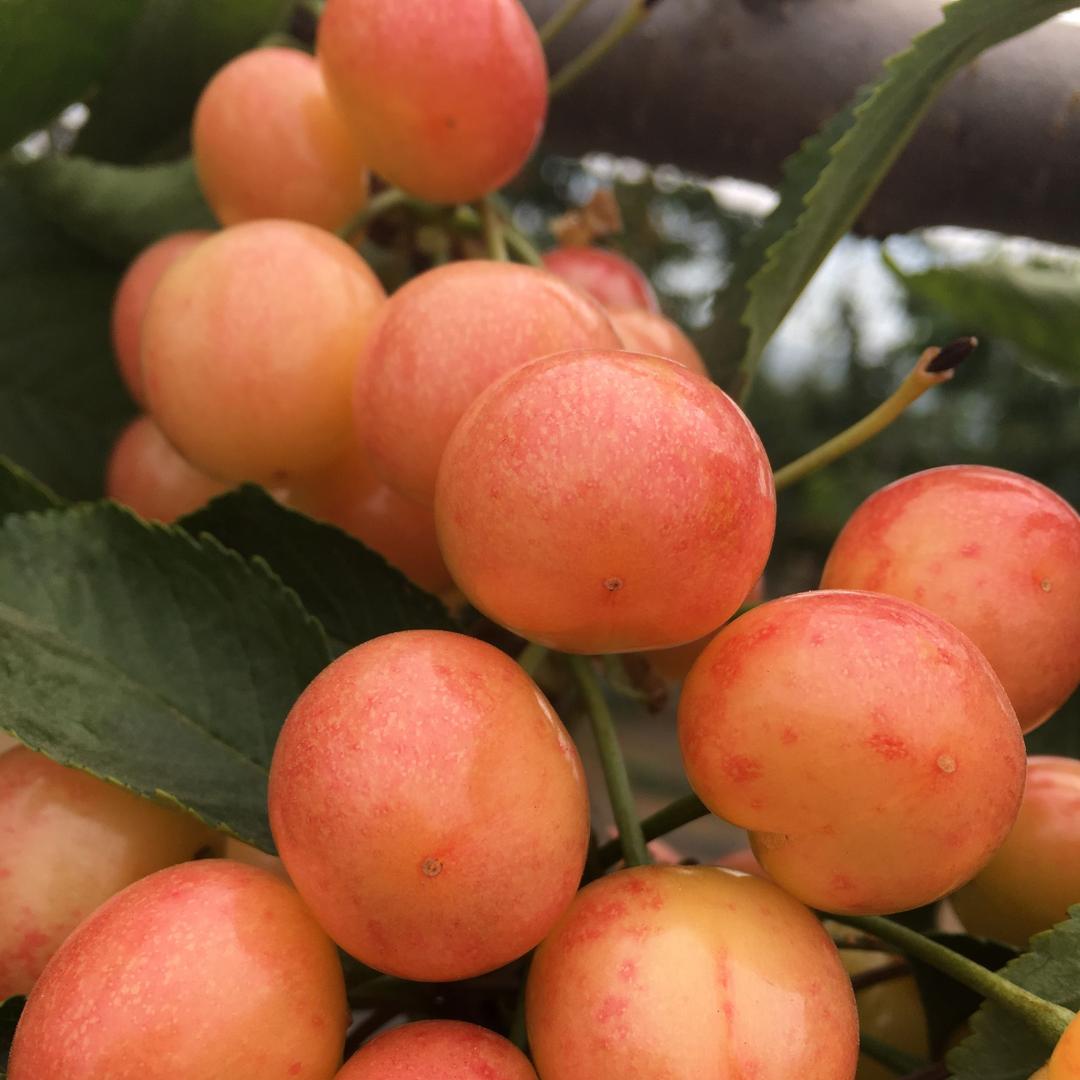 烟台福山邢文武