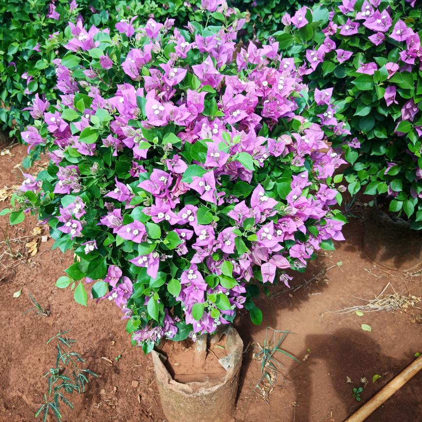 世界太假我们太傻