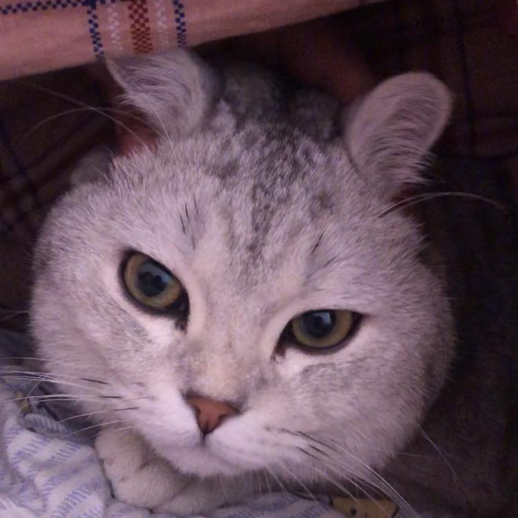 小兔子AK