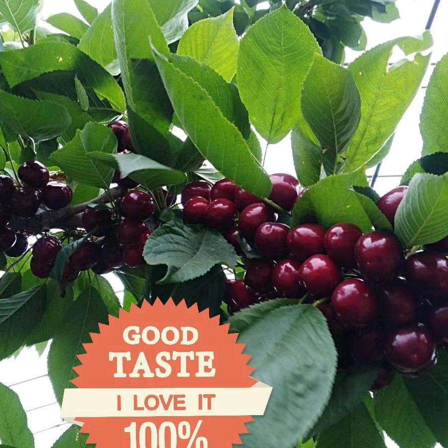 卖樱桃的小团子