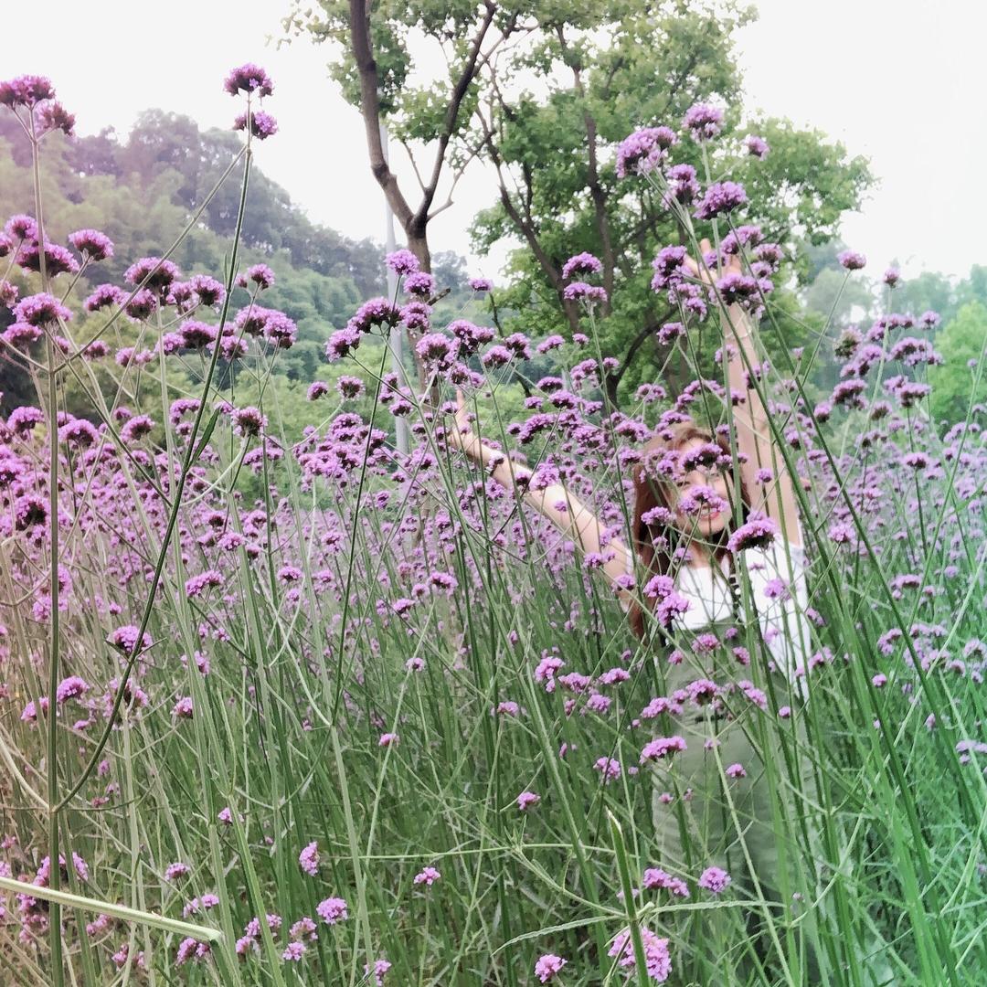 🌸多肉妹妹