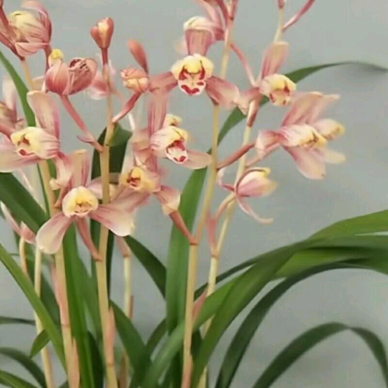 粤台兰盟花卉种植甚地