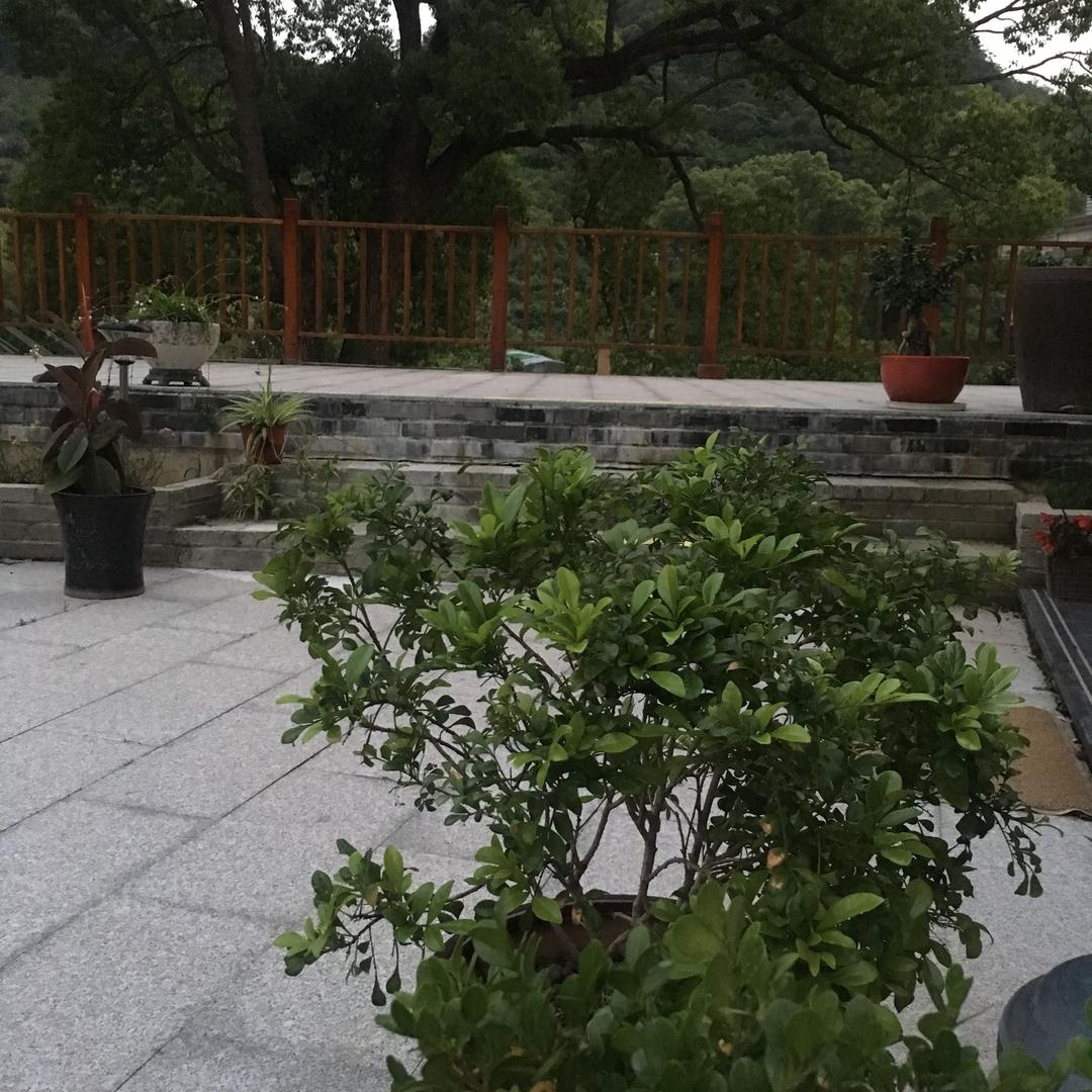 精灵