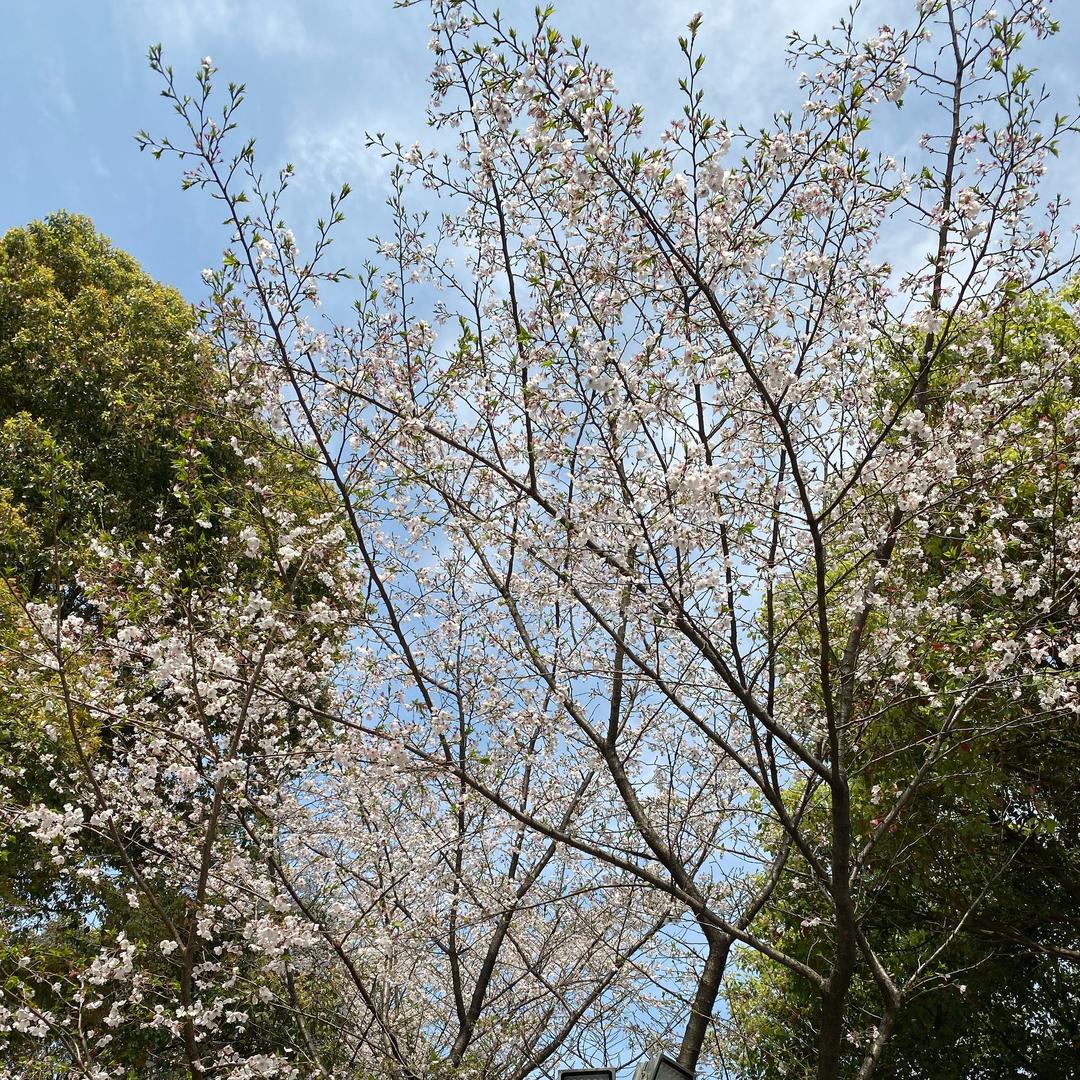 永远陈三岁