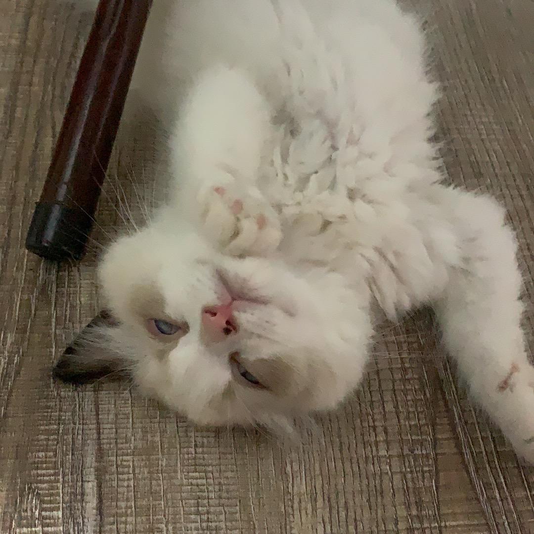 傻🐱东东的日常
