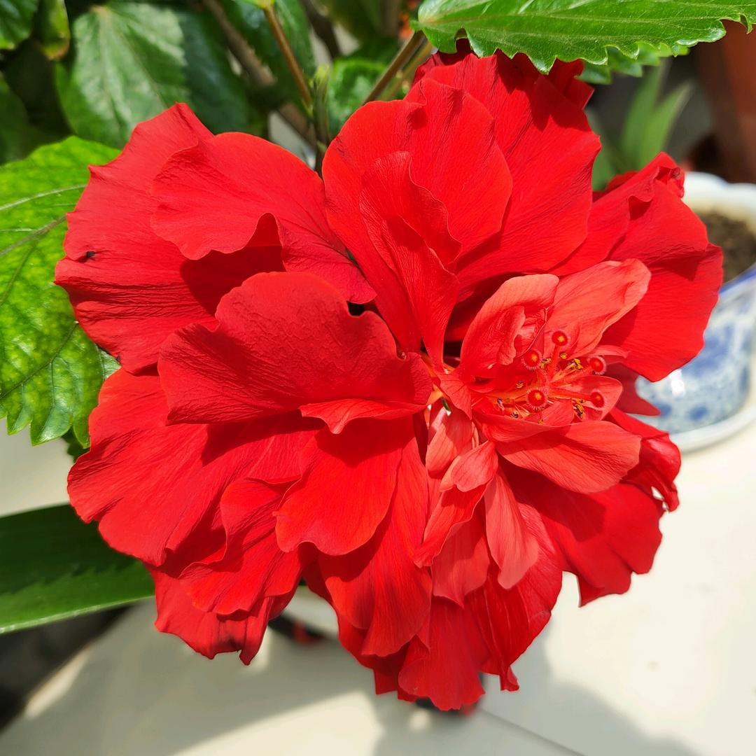 @老墨🌹