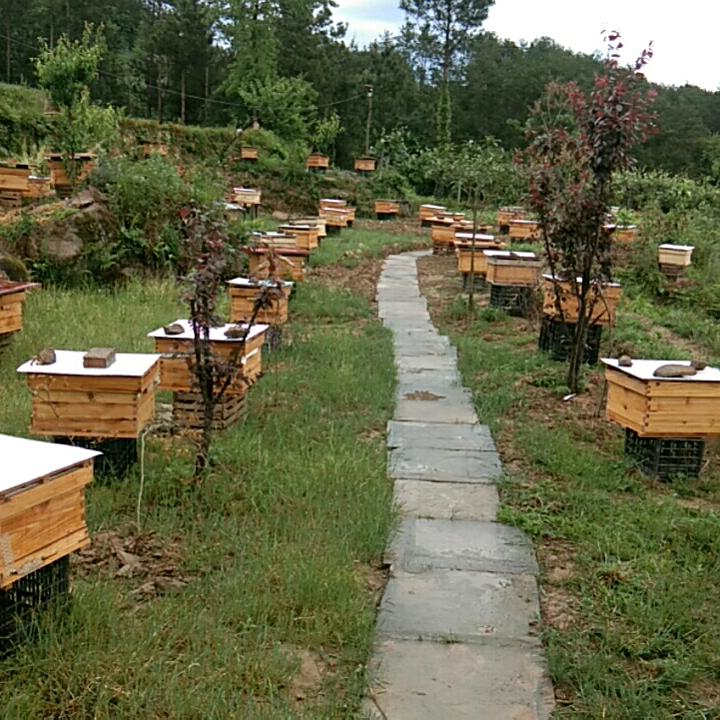 三溪口（国家森林公园）土蜂哥