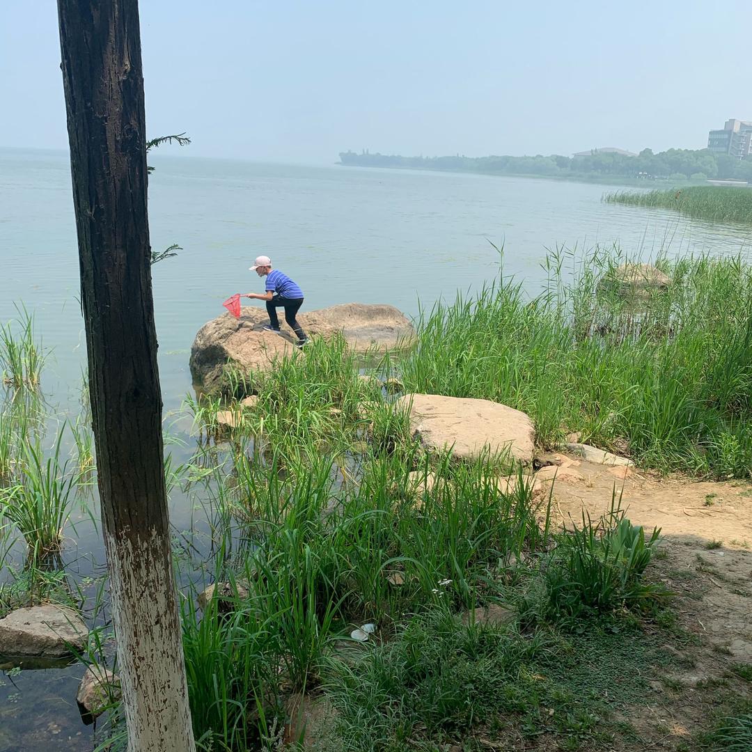 梦鸳