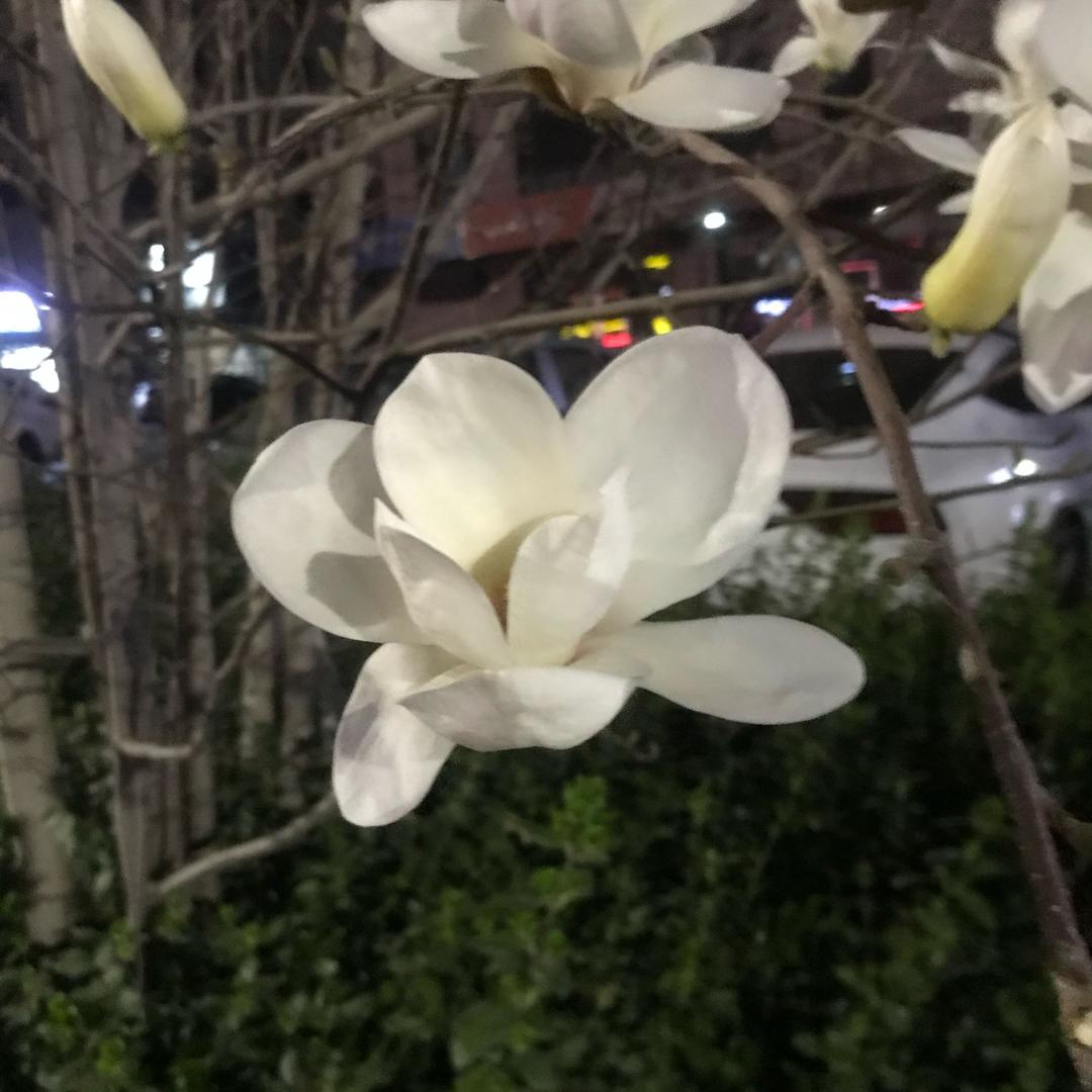 诺菊
